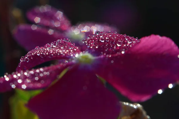 Bei Fiori Che Fioriscono Nel Giardino Bodrum Turchia — Foto Stock