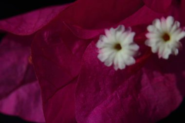 Bahçede Çiçekler açıyor, Bodrum Türkiye