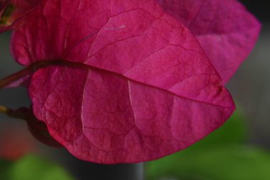 Bahçede Çiçekler açıyor, Bodrum Türkiye