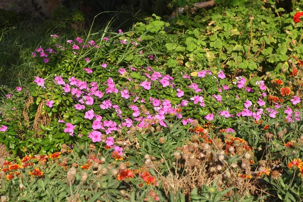 Belles Fleurs Fleurissant Dans Jardin Bodrum Turquie — Photo