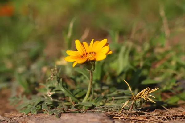 Vackra Blommor Blommar Trädgården Bodrum Turkiet — Stockfoto