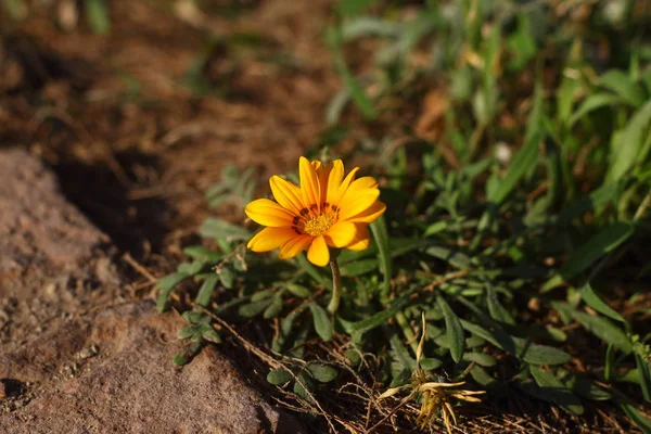 Vackra Blommor Blommar Trädgården Bodrum Turkiet — Stockfoto