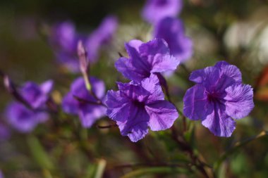 Bahçede Çiçekler açıyor, Bodrum Türkiye