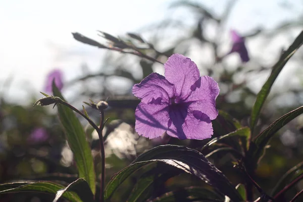 Hermosas Flores Floreciendo Jardín Bodrum Turkey — Foto de Stock