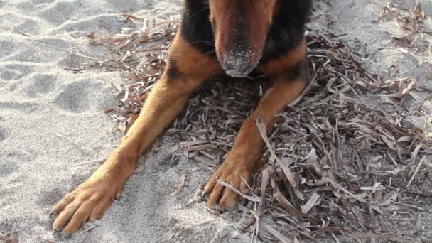 Lindo Perro Marrón Bodrum Turquía — Vídeo de stock