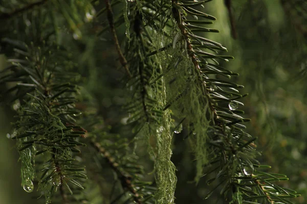 Vida Florestal Fora Cidade Peru — Fotografia de Stock