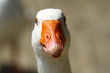 nehir tarafından sevimli ve komik bir kaz