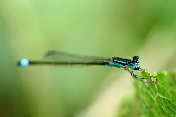 Small Dragonfly Living Leaves — Stock Photo, Image