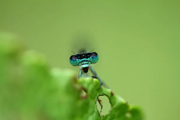 Une Petite Libellule Vivant Parmi Les Feuilles — Photo