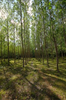 Hafta sonları kırsal alanda şehirden uzaklaşıyor