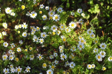 Bahçede Çiçekler açıyor, Bodrum Türkiye