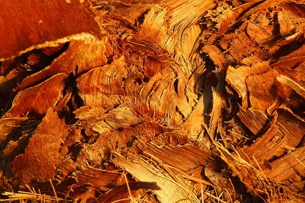 Textura Madeira Background Cropped Tiro Fundo Texturizado Textura Árvore Antecedentes — Fotografia de Stock