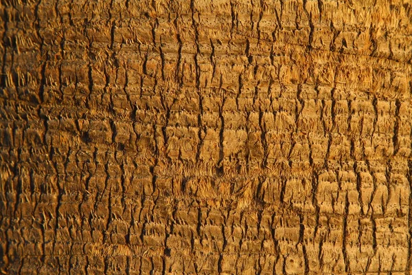 Ξύλινη Υφή Background Cropped Πυροβολισμό Από Ένα Φόντο Υφή Δέντρο — Φωτογραφία Αρχείου