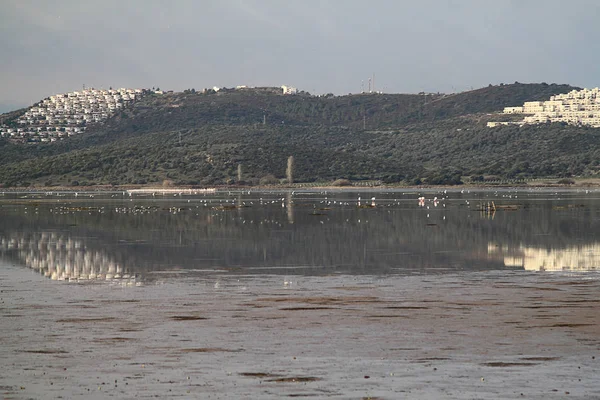 Flamingolar Sulak Bodrum Fed Türkiye — Stok fotoğraf