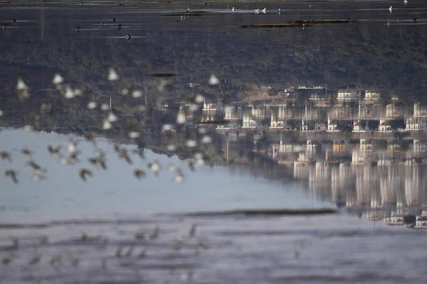 Flamants Roses Dans Zone Humide Bodrum Turquie — Photo