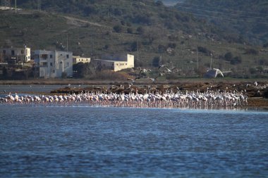 Flamingolar Sulak Bodrum'da Fed, Türkiye