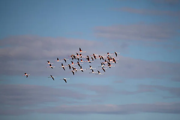 Tiempo Nutrición Los Flamencos Migratorios —  Fotos de Stock