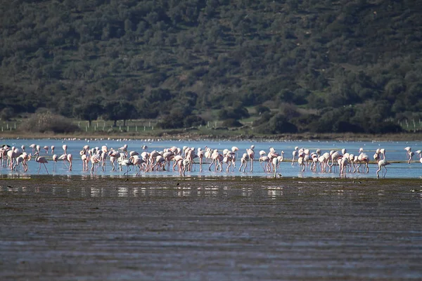 Flamingos Feuchtgebiet Bodrum Gefüttert Truthahn — Stockfoto