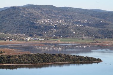 Flamingolar Sulak Bodrum'da Fed, Türkiye