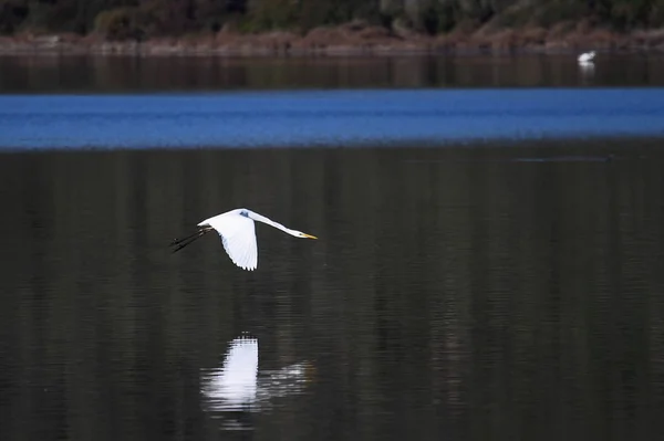 Flamingos Fed Wetland Bodrum Turquia — Fotografia de Stock