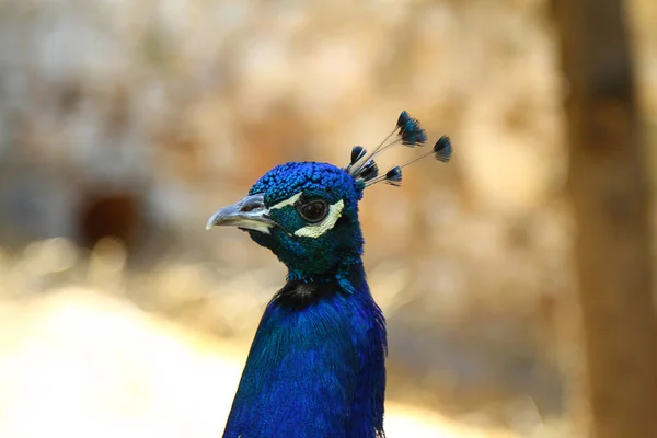 Very Pretty Colored Peacock Sunshine — Stock Photo, Image