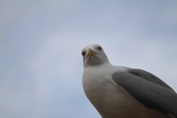 Måsar Flyger Skyn Som Bakgrund — Stockfoto