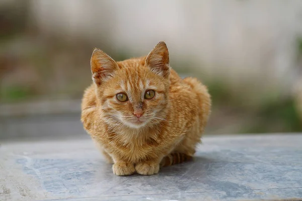 欧洲猫的肖像 美丽的猫的肖像 可爱的三 欧洲短毛猫 三色小猫的肖像 可爱的猫 — 图库照片