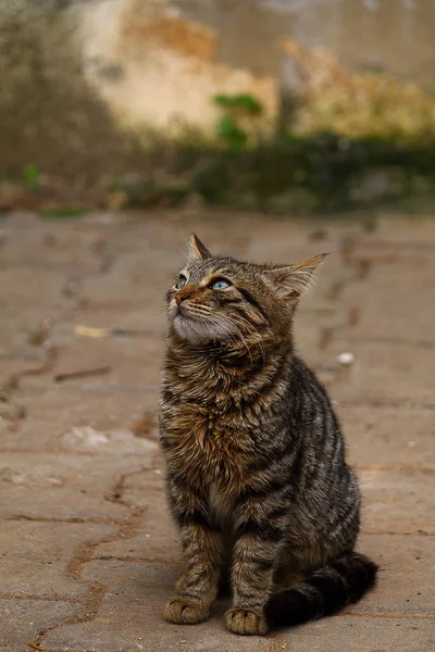 Avrupa Kedi Portresi Güzel Kedi Portresi Sevimli Renkli Kedi Avrupa — Stok fotoğraf