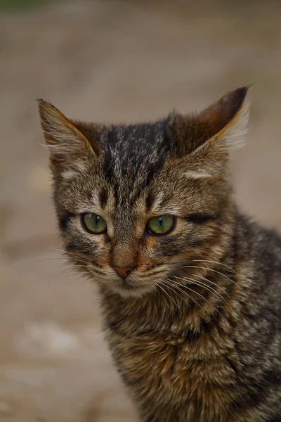 欧洲猫的肖像 美丽的猫的肖像 可爱的三 欧洲短毛猫 三色小猫的肖像 可爱的猫 — 图库照片