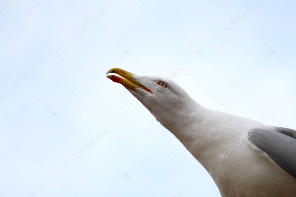 Seagulls are flying in sky as a background