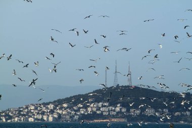 Gökyüzünde Özgürce Uçan Martı, Istanbul Türkiye