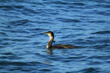 Martılar arka plan olarak gökyüzünde uçuyorlar.