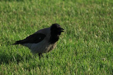 Siyah karga kopya alanı ile yeşil çim üzerinde yürüyor. Çimenlerin üzerinde kuzgun. Çayırda vahşi kuş. Şehir faunasının yırtıcı hayvanı. Kuşun tüyleri yakın. Hayvan vücudunun ayrıntılı arka plan.