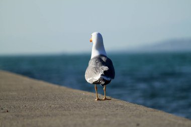 Martılar arka plan olarak gökyüzünde uçuyorlar.