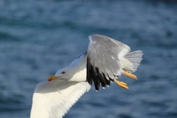 Måsar Flyger Skyn Som Bakgrund — Stockfoto