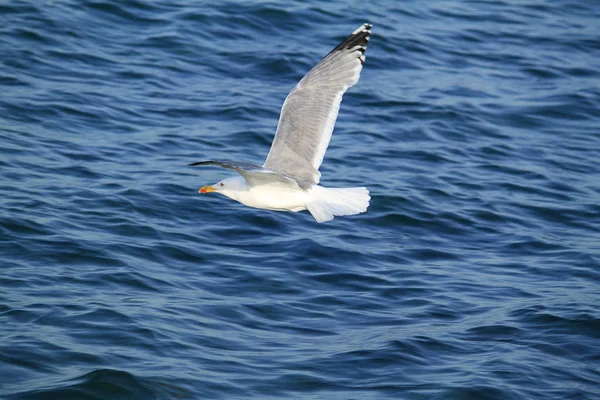 Måsar Flyger Skyn Som Bakgrund — Stockfoto