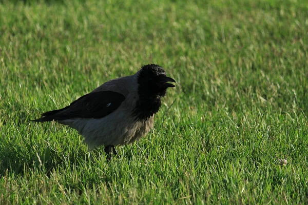 Corbeau Noir Marche Sur Pelouse Verte Avec Espace Copie Corbeau — Photo