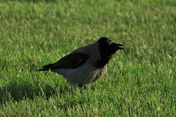 Svart Kråka Promenader Grön Gräsmatta Med Kopia Utrymme Raven Gräs — Stockfoto