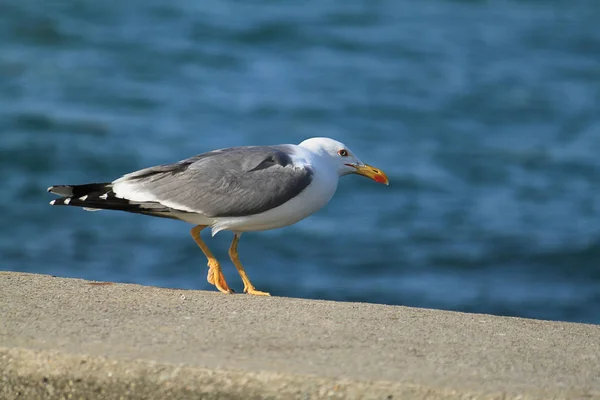 Seagulls Flying Sky Background — Stock Photo, Image