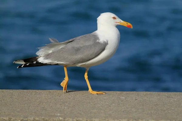 Måsar Flyger Skyn Som Bakgrund — Stockfoto