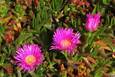 Bahçede Çiçekler açıyor, Bodrum Türkiye