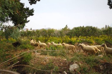 güneşli ağaç dalları üzerinde yeşil mandalina meyve