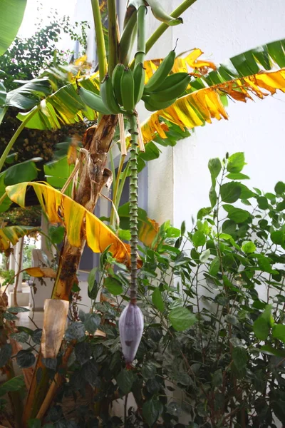 Banana tree with bunch of growing green bananas and flower. Plantation of banana trees or rain-forest background. Bunch of unripe bananas on tree