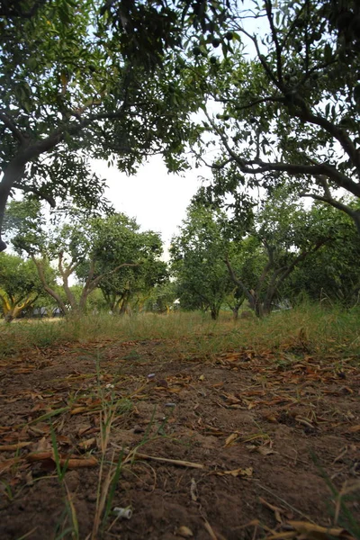 Frutos Tangerina Verdes Galhos Árvore Dia Ensolarado — Fotografia de Stock