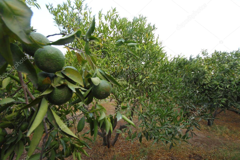 green tangerine fruits on tree branches on sunny day