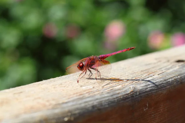 Close Detail Dragonfly Dragonfly Image Wild Blur Background Red Orange — Stock Photo, Image
