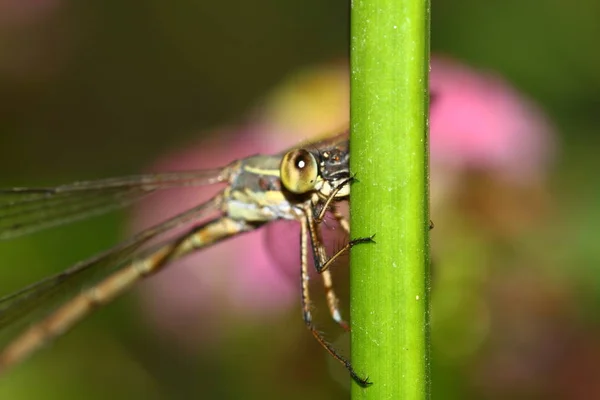 Närbild Detalj Trollslända Dragonfly Bilden Vild Med Oskärpa Bakgrund Röd — Stockfoto