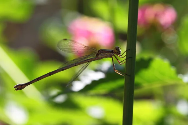 Close Detail Dragonfly Dragonfly Image Wild Blur Background Red Orange — Stock Photo, Image