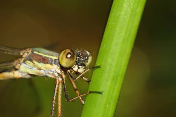 Bliska Szczegółu Ważki Dragonfly Obraz Jest Dziki Rozmycie Tła Czerwone — Zdjęcie stockowe