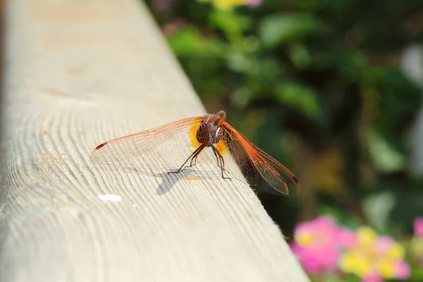 Zavři Detaily Dračí Obrázek Divoký Rozostřením Pozadí Rudé Oranžové Dragonmouchy — Stock fotografie